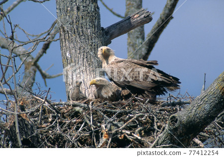 Parenting of white-tailed eagle (Toyokoro Town, Hokkaido) 77412254