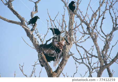 Poached Steller's Sea Eagle (Shibetsu Town, Hokkaido) 77412259