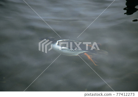 Common Goldeneye diving (Koshimizu Town, Hokkaido) 77412273