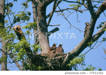 Parenting of white-tailed eagle (Toyokoro Town, Hokkaido) 77412302