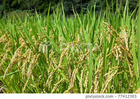 Summer blue rice fields 77412303