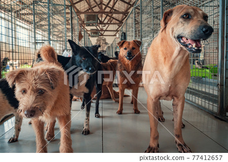 Unwanted and homeless dogs of different breeds in animal shelter. Looking and waiting for people to come adopt. Shelter for animals concept Unwanted and homeless dogs of different breeds in animal shelter. Looking and waiting for people to come adopt. Shelter for animals concept 77412657