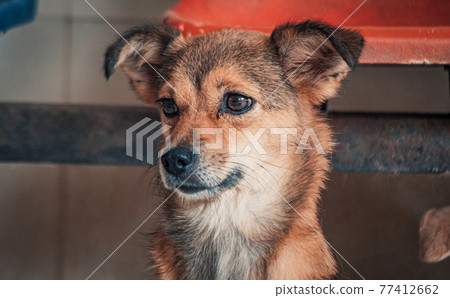 Sad dog in shelter waiting to be rescued and adopted to new home. Shelter for animals concept 77412662