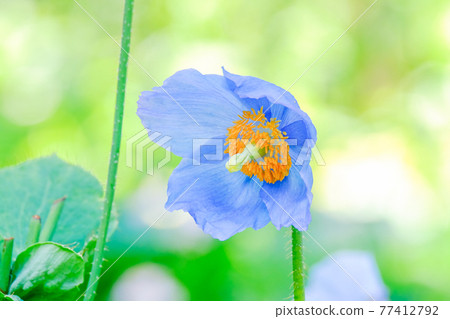 Blue poppy 2 77412792