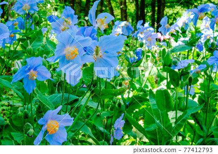 Forest blue poppy 77412793