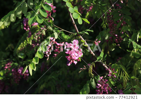 Seongbuk-gu. Jeongneung-gol. Alley. Hampak Flower Seongbuk-gu. Jeongneung-gol. Alley. Hampak Flower 77412921