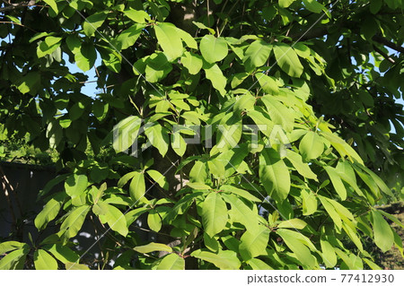 Seongbuk-gu. Jeongneung-gol. Alley. Hampak Flower Seongbuk-gu. Jeongneung-gol. Alley. Hampak Flower 77412930