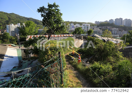Seongbuk-gu. Jeongneung-gol. Alley. Hampak Flower 77412942