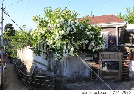 Seongbuk-gu. Jeongneung-gol. Alley. Hampak Flower Seongbuk-gu. Jeongneung-gol. Alley. Hampak Flower 77412950