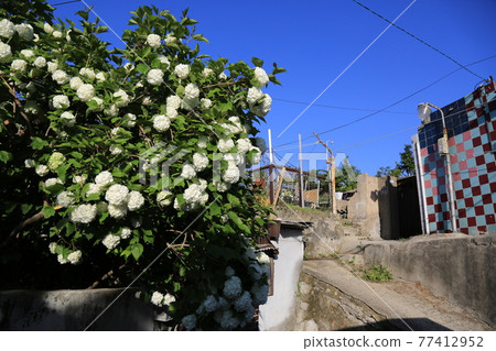 Seongbuk-gu. Jeongneung-gol. Alley. Hampak Flower Seongbuk-gu. Jeongneung-gol. Alley. Hampak Flower 77412952