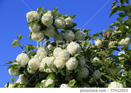 Seongbuk-gu. Jeongneung-gol. Alley. Hampak Flower Seongbuk-gu. Jeongneung-gol. Alley. Hampak Flower 77412953