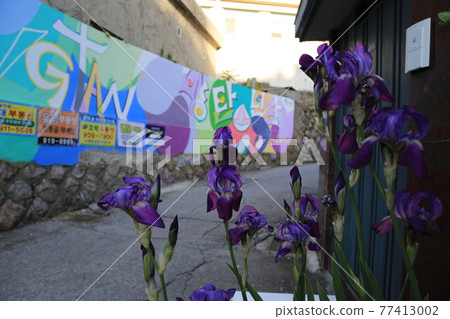 Seongbuk-gu. Jeongneung-gol. Alley. Hampak Flower Seongbuk-gu. Jeongneung-gol. Alley. Hampak Flower 77413002