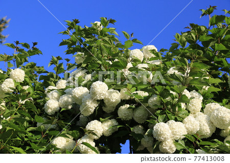 Seongbuk-gu. Jeongneung-gol. Alley. Hampak Flower Seongbuk-gu. Jeongneung-gol. Alley. Hampak Flower 77413008
