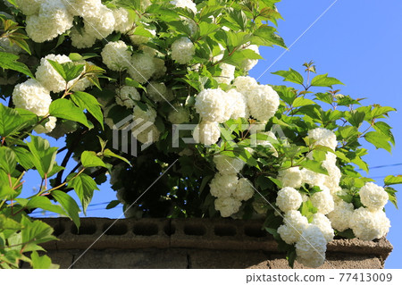 Seongbuk-gu. Jeongneung-gol. Alley. Hampak Flower Seongbuk-gu. Jeongneung-gol. Alley. Hampak Flower 77413009