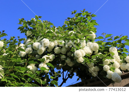 Seongbuk-gu. Jeongneung-gol. Alley. Hampak Flower Seongbuk-gu. Jeongneung-gol. Alley. Hampak Flower 77413012