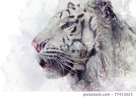 White tiger  illustration on white background 77413025