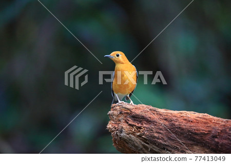 橙頭畫眉 77413049