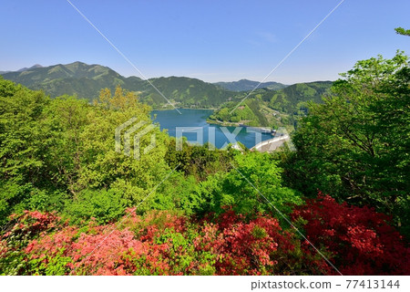 埼玉縣上川町上峰公園上川埼玉的杜鵑花 77413144
