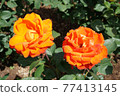 罕見的橙色大玫瑰花 77413145