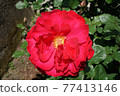 紅色大玫瑰花 77413146
