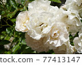 白色大玫瑰花 77413147