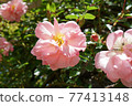 大粉紅玫瑰花 77413148