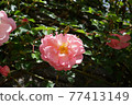 粉紅色的玫瑰花 77413149