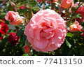 大粉紅玫瑰花 77413150