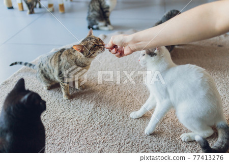 Domestic life with pet. Young man gives his cat meat snack. Domestic life with pet. Young man gives his cat meat snack. 77413276