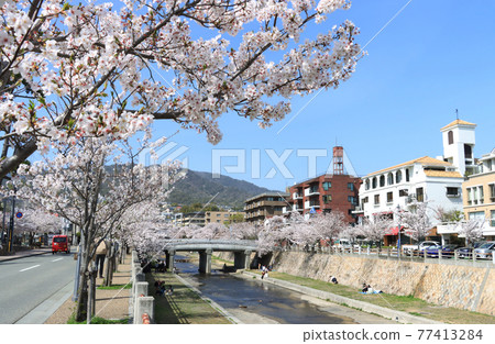 蘆屋市蘆屋河櫻花 77413284