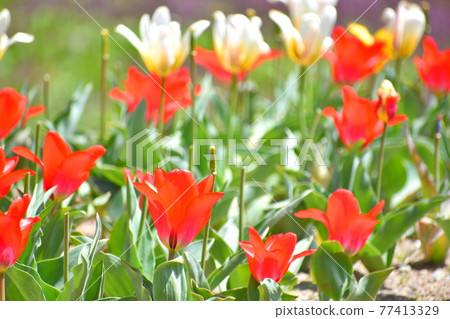 Tulip flower Tulip flower 77413329