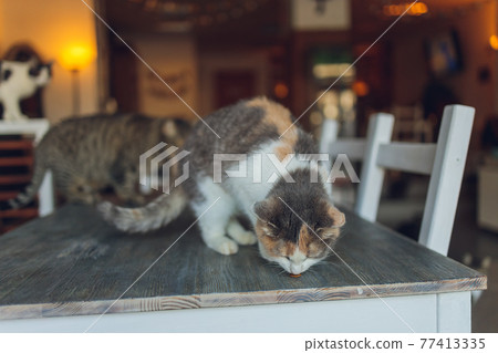 many cats are sitting on a table in the house of an elderly woman. many cats are sitting on a table in the house of an elderly woman. 77413335