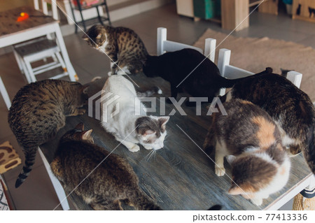 many cats are sitting on a table in the house of an elderly woman. many cats are sitting on a table in the house of an elderly woman. 77413336