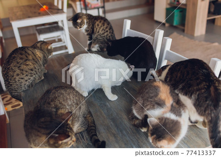 many cats are sitting on a table in the house of an elderly woman. many cats are sitting on a table in the house of an elderly woman. 77413337
