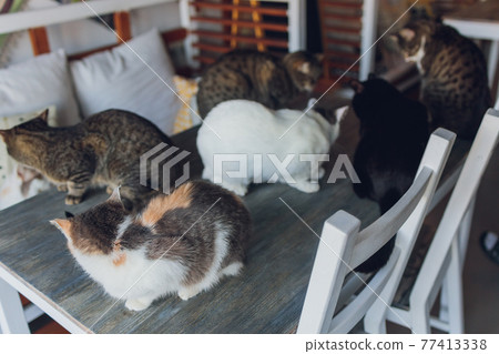 many cats are sitting on a table in the house of an elderly woman. many cats are sitting on a table in the house of an elderly woman. 77413338
