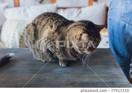 Adorable tabby cat sitting on kitchen floor staring at camera. 77413339