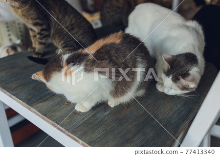 many cats are sitting on a table in the house of an elderly woman. 77413340