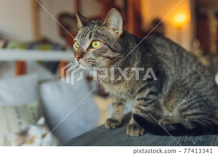 Adorable tabby cat sitting on kitchen floor staring at camera. 77413341