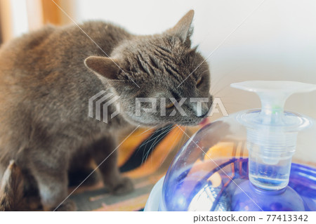 Tabby cat outside holding and licking a generic cat toy. Tabby cat outside holding and licking a generic cat toy. 77413342