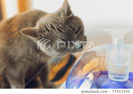 Tabby cat outside holding and licking a generic cat toy. Tabby cat outside holding and licking a generic cat toy. 77413343