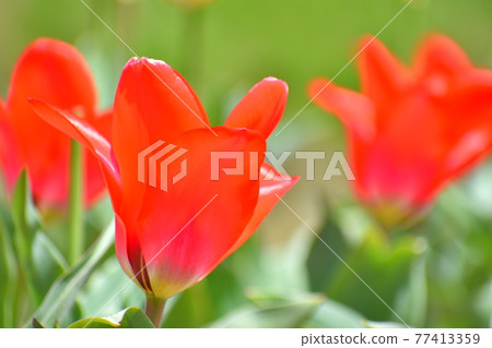 鬱金香花 77413359