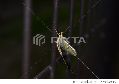 Phyllosterone地毯 77413649