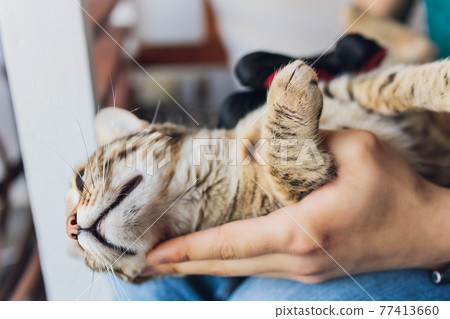 Man grooming cat with special gloves. Pet care. Man grooming cat with special gloves. Pet care. 77413660