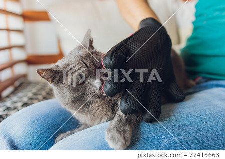 Man grooming cat with special gloves. Pet care. 77413663