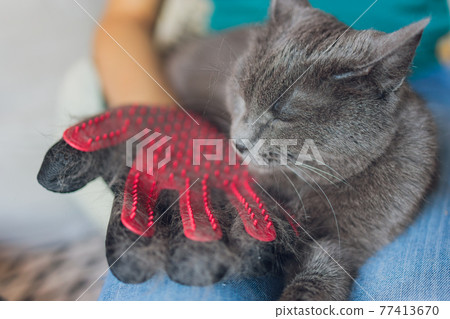 Man grooming cat with special gloves. Pet care. Man grooming cat with special gloves. Pet care. 77413670