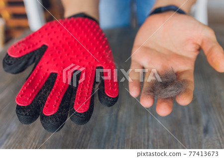 Man grooming cat with special gloves. Pet care. Man grooming cat with special gloves. Pet care. 77413673