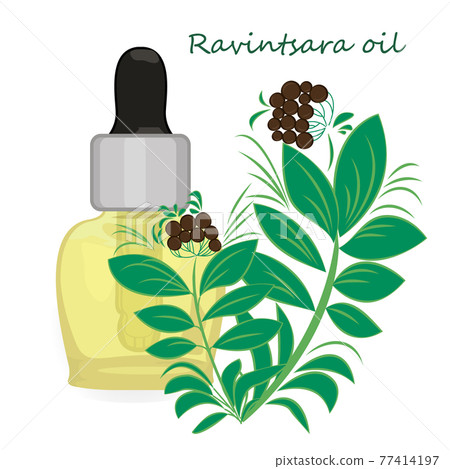 Ravintsara essential oil vector illustration Aromatherapy 77414197