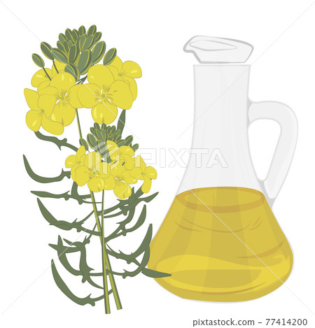 Organic Mustard Oil isolated vector illustration on a white background Organic Mustard Oil isolated vector illustration on a white background 77414200
