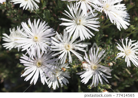 White trailing ice plant 77414565