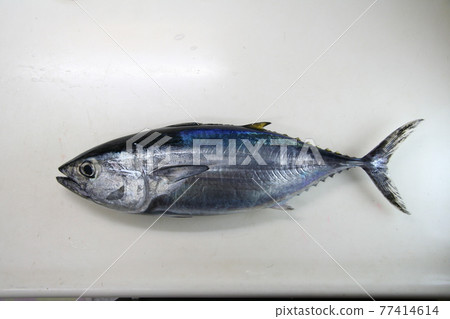 金槍魚（橫河）魚體 77414614